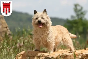 Lire la suite à propos de l’article Éleveurs de Cairn Terriers et chiots dans le Vorarlberg