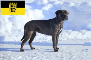 Lire la suite à propos de l’article Cane Corso Italiano éleveurs et chiots en Baden-Württemberg