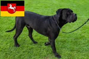 Lire la suite à propos de l’article Cane Corso Italiano éleveurs et chiots en Basse-Saxe