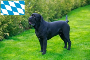 Lire la suite à propos de l’article Cane Corso Italiano éleveurs et chiots en Bavière