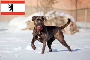 Lire la suite à propos de l’article Cane Corso Italiano éleveurs et chiots à Berlin