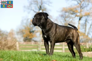 Lire la suite à propos de l’article Cane Corso Italiano éleveurs et chiots en Bourgogne-Franche-Comté