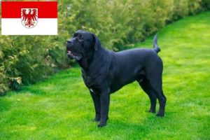 Lire la suite à propos de l’article Cane Corso Italiano éleveurs et chiots dans le Brandebourg