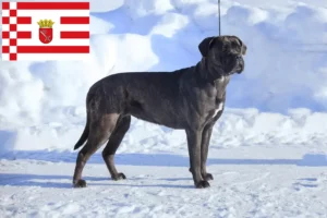 Lire la suite à propos de l’article Cane Corso Italiano éleveurs et chiots à Brême