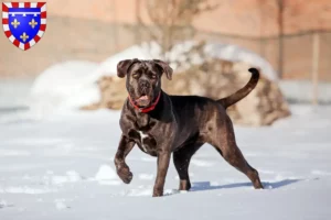 Lire la suite à propos de l’article Cane Corso Italiano éleveurs et chiots en Centre-Val de Loire