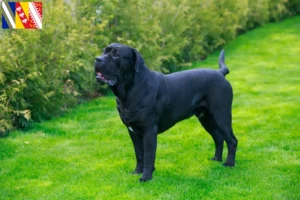 Lire la suite à propos de l’article Cane Corso Italiano Éleveurs et chiots en Grand Est