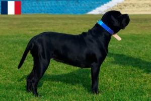 Lire la suite à propos de l’article Cane Corso Italiano éleveurs et chiots en Guadeloupe