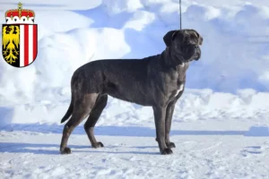 Lire la suite à propos de l’article Cane Corso Italiano éleveurs et chiots en Haute-Autriche