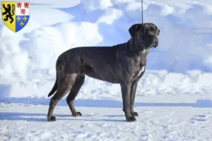 Lire la suite à propos de l’article Cane Corso Italiano éleveurs et chiots en Hauts-de-France