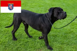 Lire la suite à propos de l’article Cane Corso Italiano éleveurs et chiots en Hesse