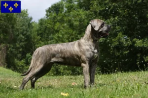 Lire la suite à propos de l’article Cane Corso Italiano éleveurs et chiots en Île-de-France