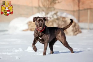 Lire la suite à propos de l’article Cane Corso Italiano éleveurs et chiots en Carinthie