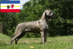 Lire la suite à propos de l’article Cane Corso Italiano éleveurs et chiots dans le Mecklembourg-Poméranie occidentale