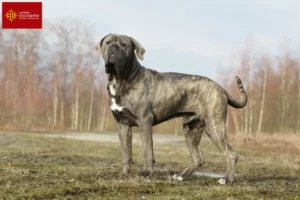 Lire la suite à propos de l’article Cane Corso Italiano éleveurs et chiots en Occitanie