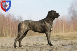 Lire la suite à propos de l’article Cane Corso Italiano éleveurs et chiots en Pays de la Loire