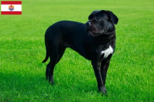 Lire la suite à propos de l’article Cane Corso Italiano éleveurs et chiots en Polynésie française