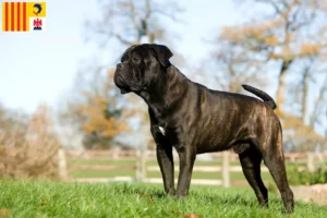 Lire la suite à propos de l’article Cane Corso Italiano éleveurs et chiots en Provence-Alpes-Côte d’Azur