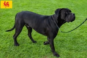 Lire la suite à propos de l’article Cane Corso Italiano éleveurs et chiots en Région Wallonne