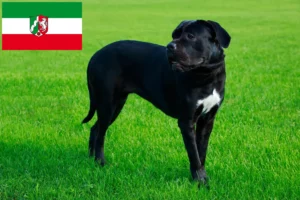 Lire la suite à propos de l’article Cane Corso Italiano éleveurs et chiots en Rhénanie du Nord-Westphalie