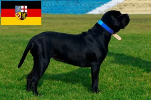 Lire la suite à propos de l’article Cane Corso Italiano éleveurs et chiots en Sarre