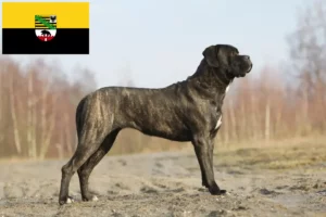 Lire la suite à propos de l’article Cane Corso Italiano éleveurs et chiots en Saxe-Anhalt