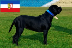 Lire la suite à propos de l’article Cane Corso Italiano Éleveurs et chiots dans le Schleswig-Holstein