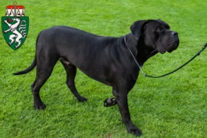 Lire la suite à propos de l’article Cane Corso Italiano éleveurs et chiots en Styrie