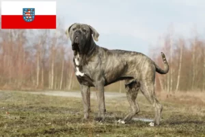 Lire la suite à propos de l’article Cane Corso Italiano éleveurs et chiots en Thuringe