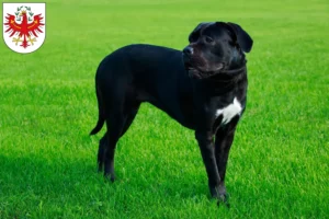 Lire la suite à propos de l’article Cane Corso Italiano éleveurs et chiots au Tyrol