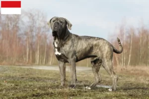 Lire la suite à propos de l’article Cane Corso Italiano éleveurs et chiots à Vienne