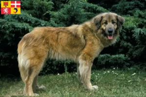 Lire la suite à propos de l’article Cão Da Serra Da Estrela Éleveurs et chiots en Auvergne-Rhône-Alpes