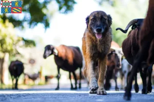 Lire la suite à propos de l’article Cão Da Serra Da Estrela Éleveurs et chiots en Bourgogne-Franche-Comté