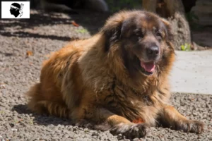 Lire la suite à propos de l’article Cão Da Serra Da Estrela éleveurs et chiots en Corse