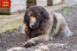 Lire la suite à propos de l’article Cão Da Serra Da Estrela Éleveurs et chiots en Normandie