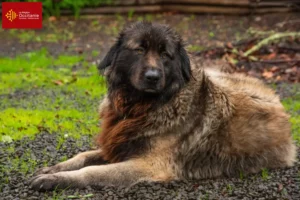 Lire la suite à propos de l’article Cão Da Serra Da Estrela Éleveurs et chiots en Occitanie