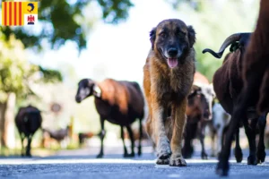 Lire la suite à propos de l’article Cão Da Serra Da Estrela Éleveurs et chiots en Provence-Alpes-Côte d’Azur