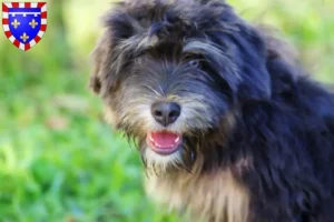 Lire la suite à propos de l’article Cão da Serra de Aires éleveurs et chiots en Centre-Val de Loire