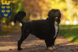 Lire la suite à propos de l’article Cão de Agua português éleveurs et chiots en Basse-Autriche