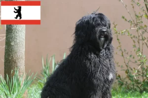 Lire la suite à propos de l’article Cão de Agua português éleveurs et chiots à Berlin