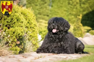 Lire la suite à propos de l’article Cão de Agua português éleveurs et chiots dans le Burgenland