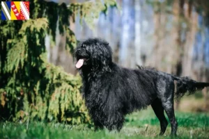 Lire la suite à propos de l’article Cão de Agua português Éleveurs et chiots en Grand Est