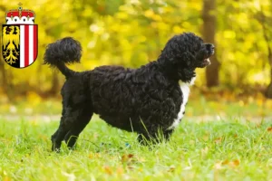 Lire la suite à propos de l’article Cão de Agua português éleveurs et chiots en Haute-Autriche