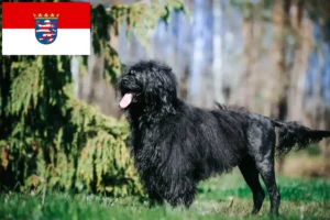 Lire la suite à propos de l’article Cão de Agua português éleveurs et chiots en Hesse