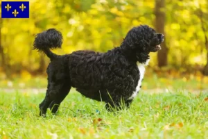 Lire la suite à propos de l’article Cão de Agua português Éleveurs et chiots en Île-de-France