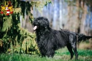 Lire la suite à propos de l’article Cão de Agua português éleveurs et chiots en Carinthie