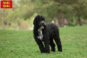 Lire la suite à propos de l’article Cão de Agua português éleveurs et chiots en Normandie