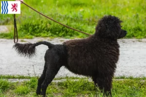 Lire la suite à propos de l’article Cão de Agua português éleveurs et chiots en Nouvelle-Aquitaine