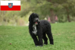 Lire la suite à propos de l’article Cão de Agua português éleveurs et chiots en Thuringe