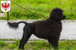 Lire la suite à propos de l’article Cão de Agua português éleveurs et chiots au Tyrol