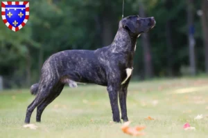 Lire la suite à propos de l’article Cão Fila de São Miguel Éleveurs et chiots en Centre-Val de Loire